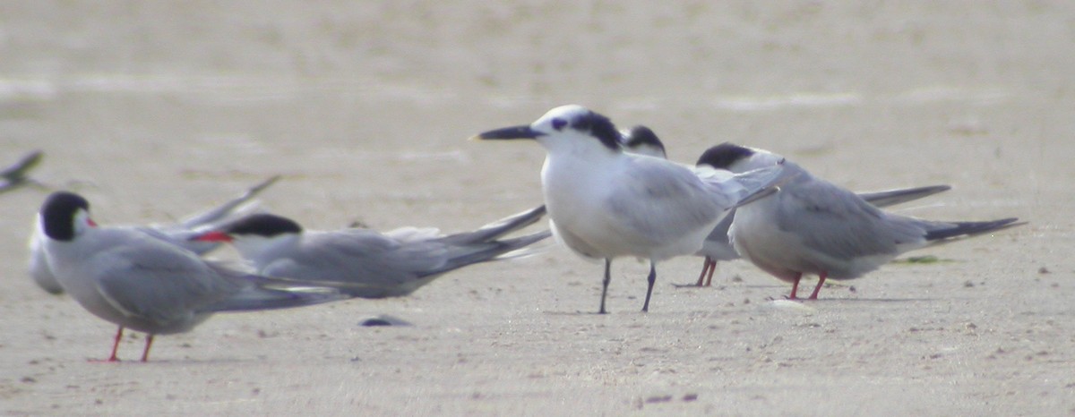 Sandwich Tern (Cabot's) - ML596865171