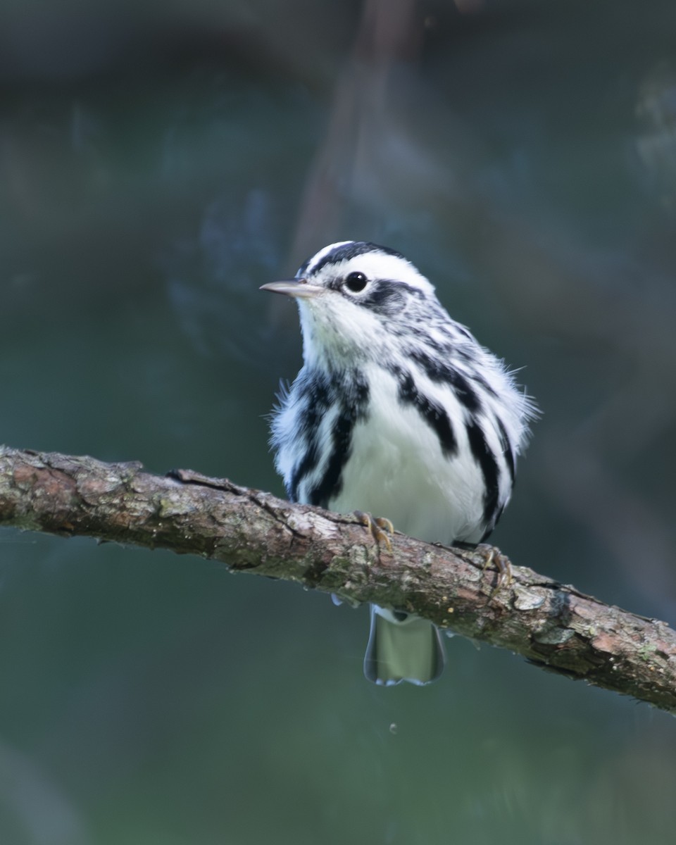 Black-and-white Warbler - ML596865291
