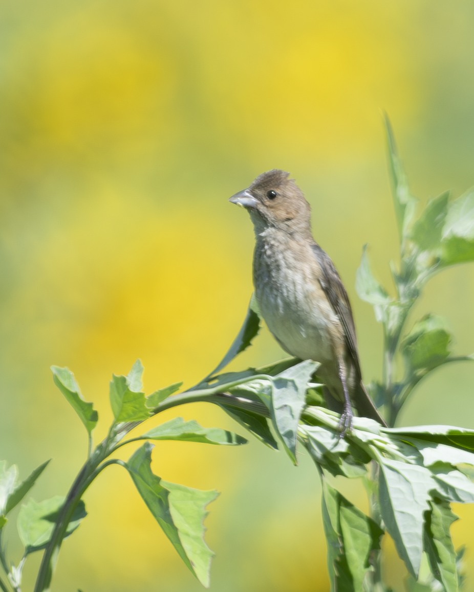 Indigo Bunting - ML596865511