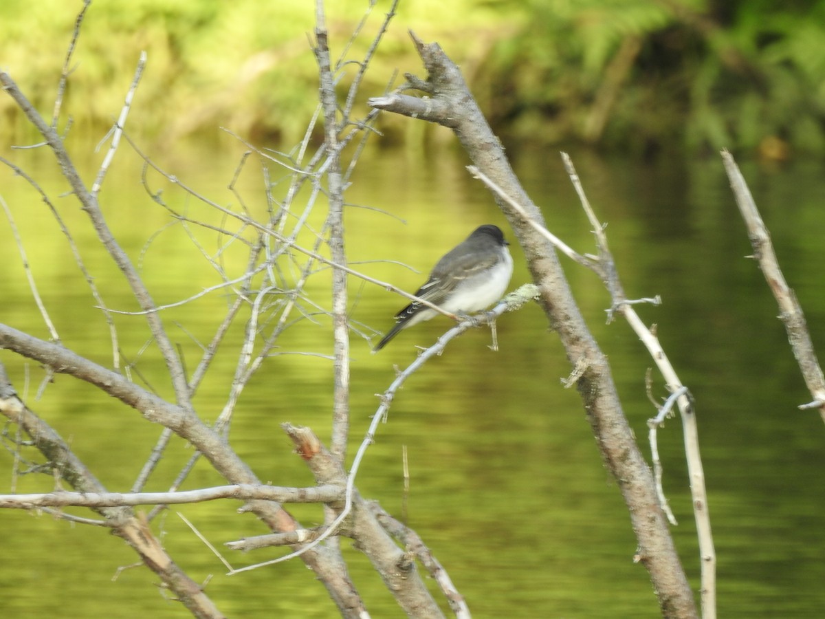 Eastern Kingbird - Benoît Turgeon