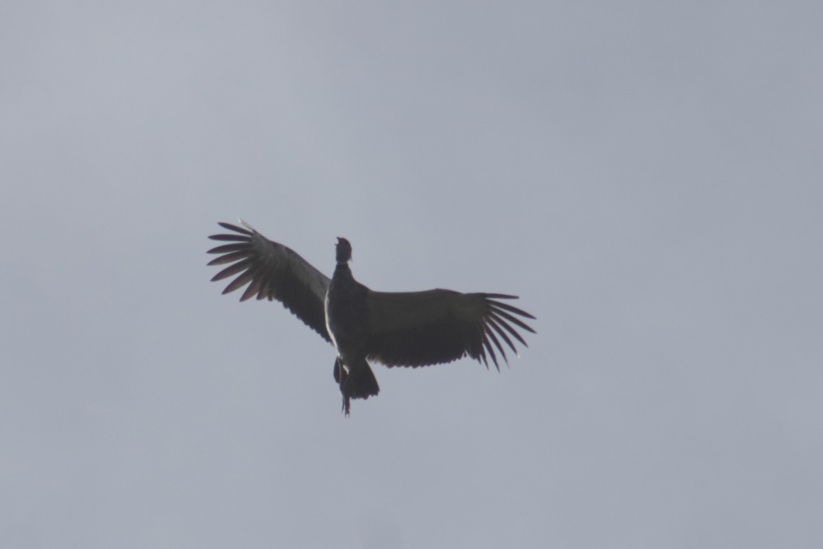 Southern Screamer - ML596867081