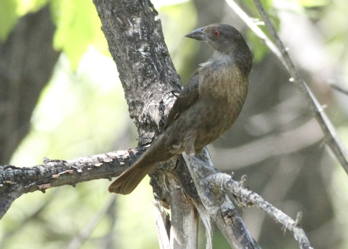 Bronzed Cowbird - Andrew Theus