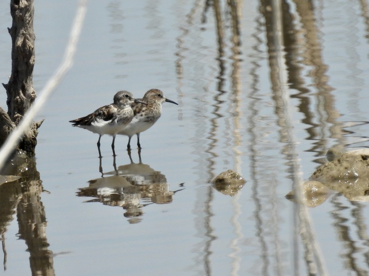 Least Sandpiper - ML596869291