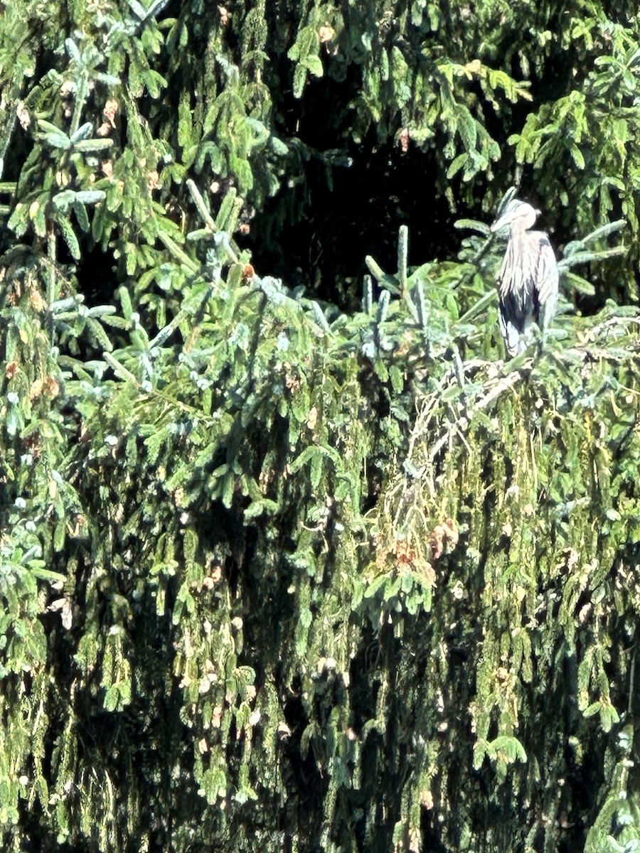 Great Blue Heron - ML596869811