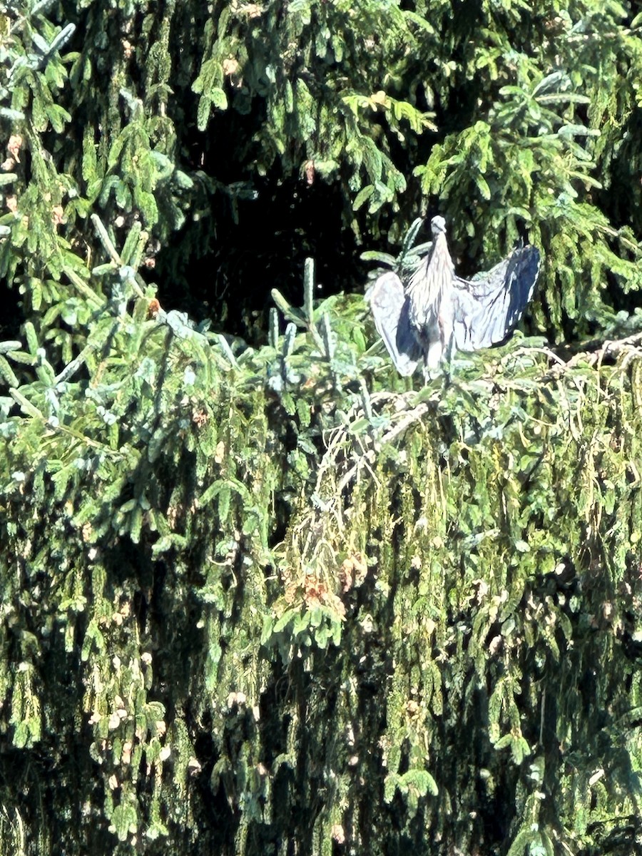 Great Blue Heron - ML596869831