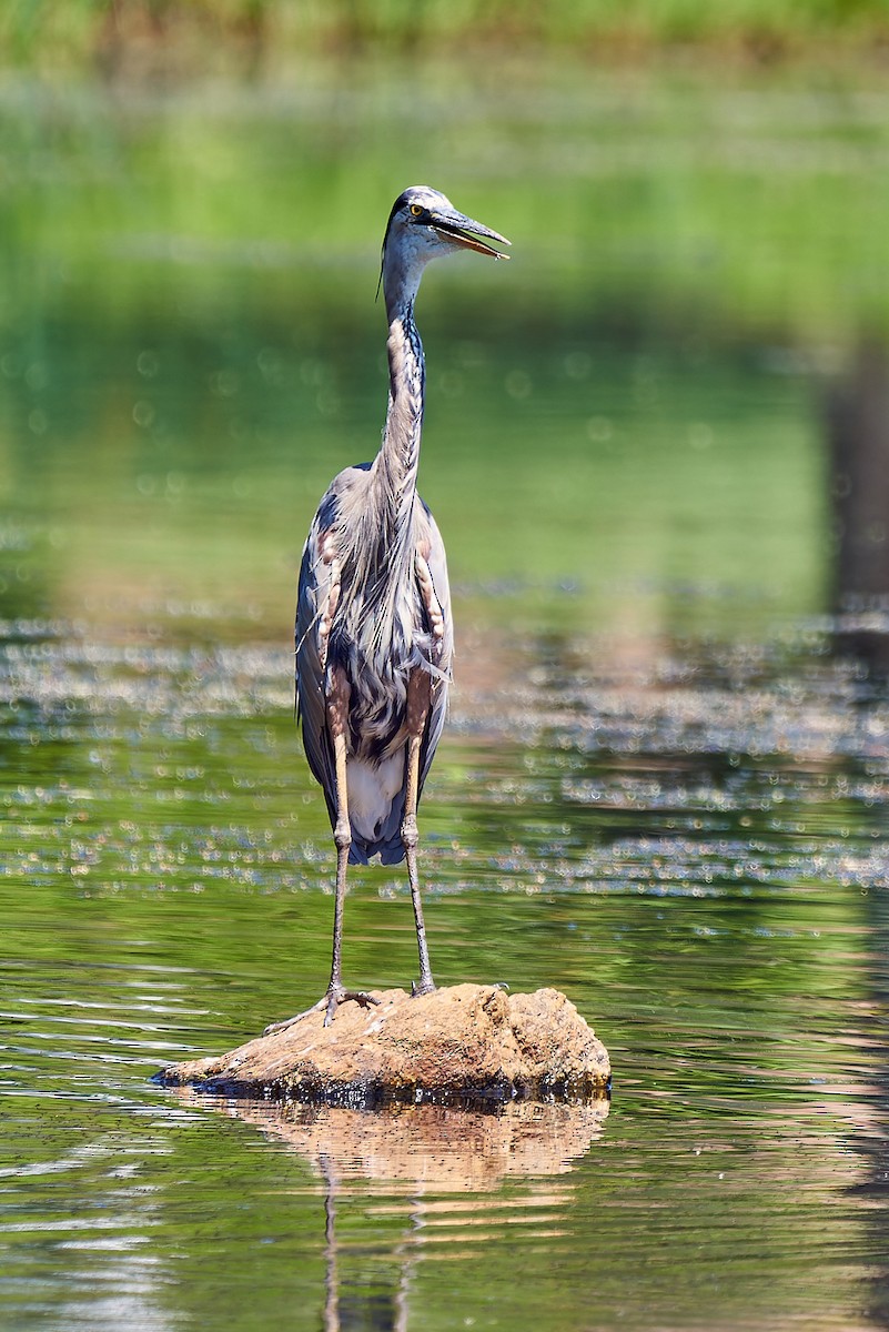 Great Blue Heron - ML596870071