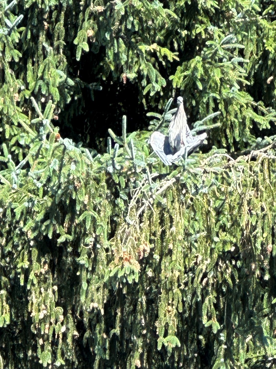 Great Blue Heron - robert goff