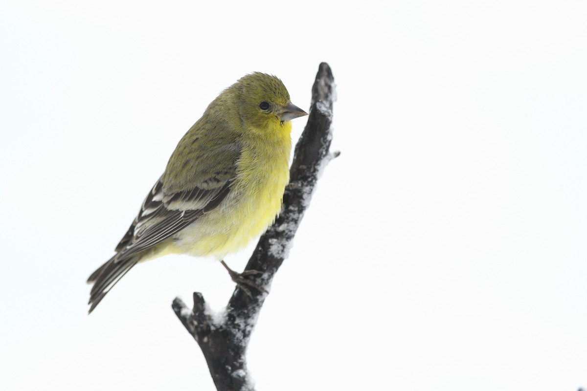 Lesser Goldfinch - Daniel Irons