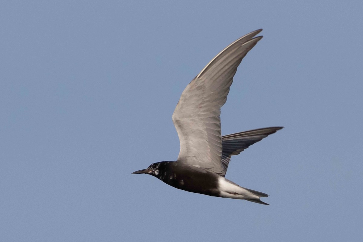 Black Tern - Linda Rudolph