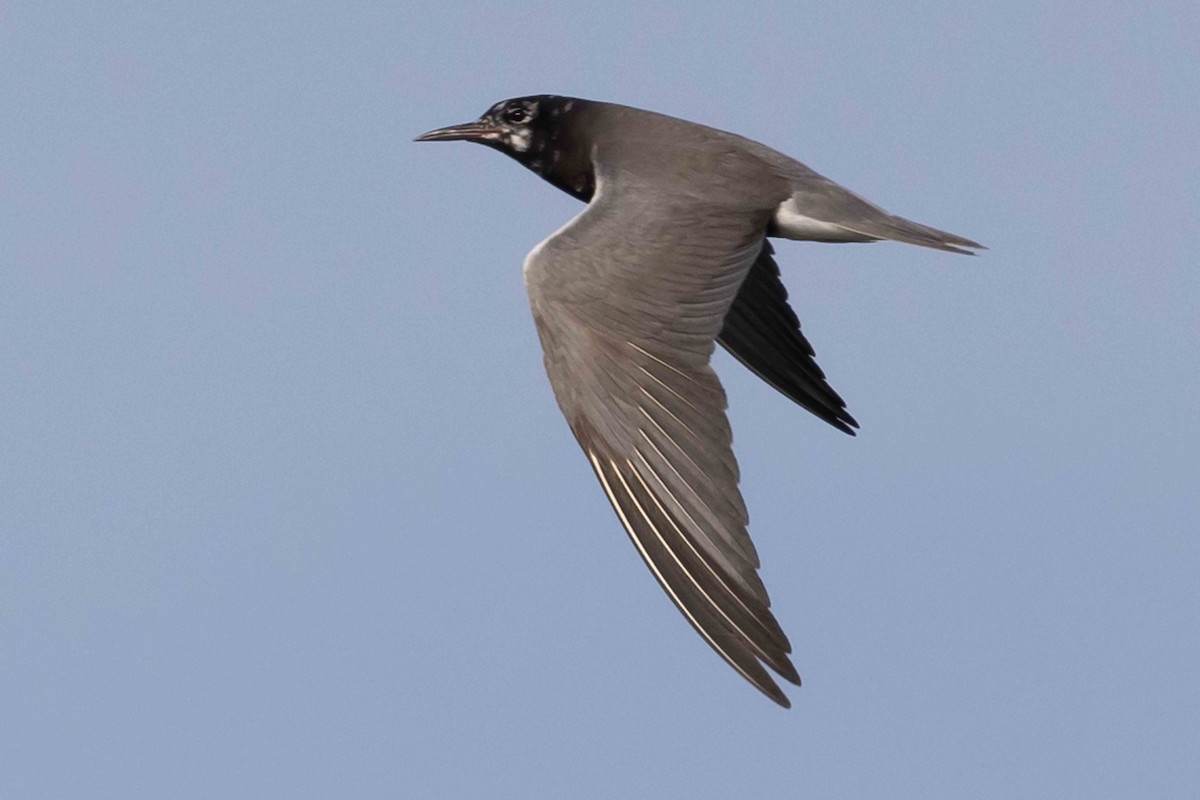 Black Tern - Linda Rudolph