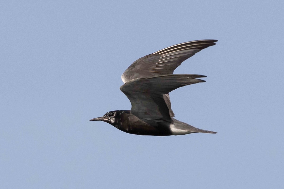 Black Tern - Linda Rudolph