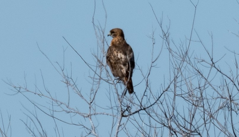 Red-tailed Hawk - ML596871931