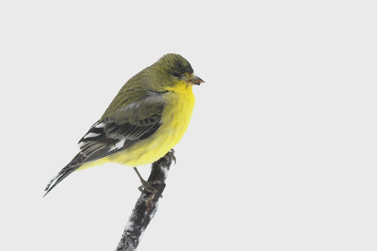 Lesser Goldfinch - Daniel Irons
