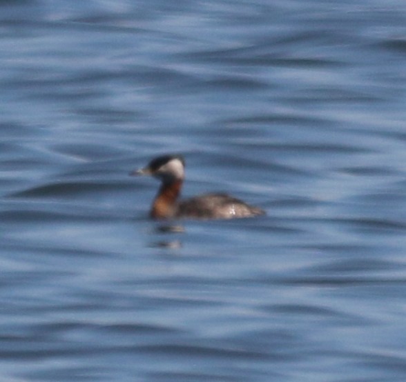 Red-necked Grebe - Dan Fox