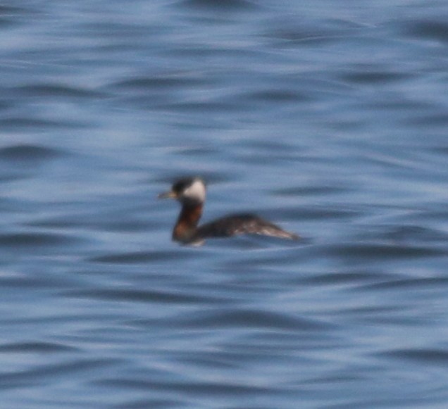 Red-necked Grebe - Dan Fox