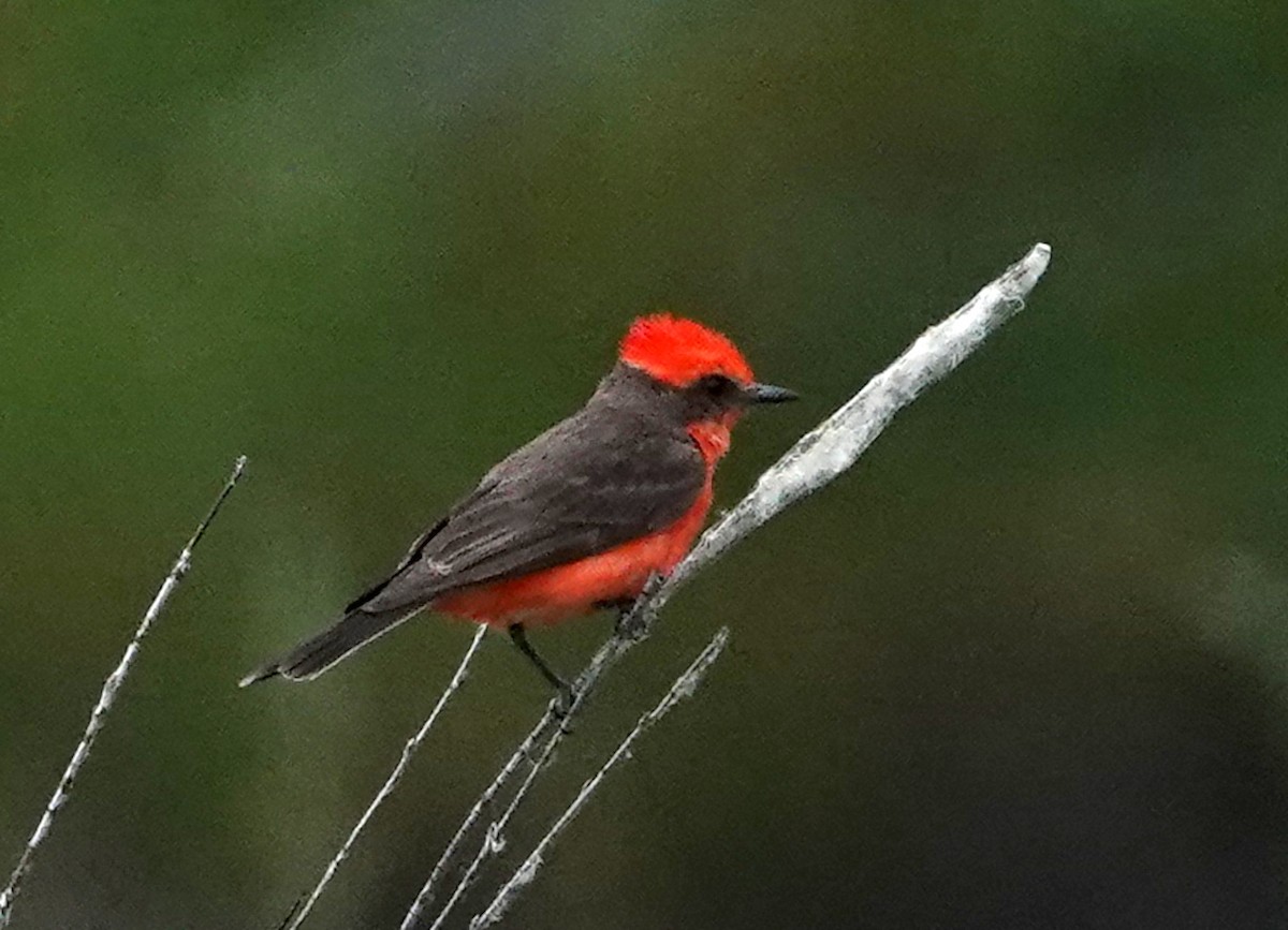 Vermilion Flycatcher - ML596873131