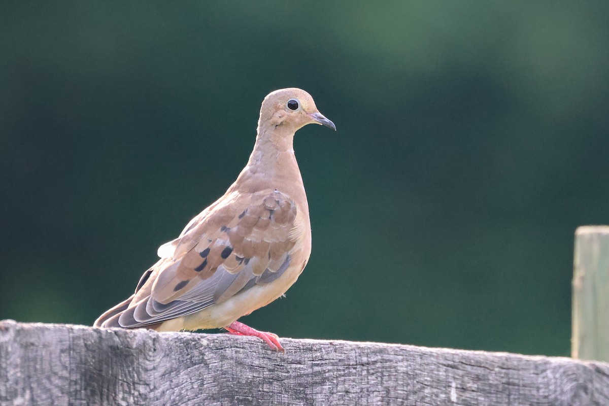 Mourning Dove - ML596874031