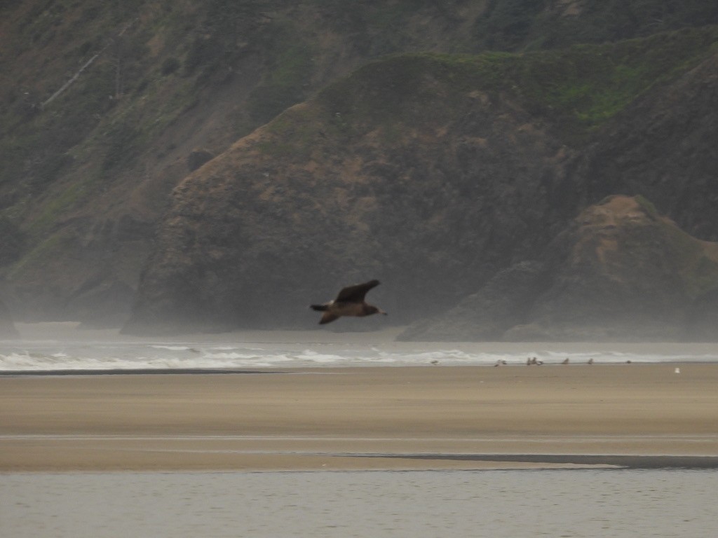 Heermann's Gull - ML596874451