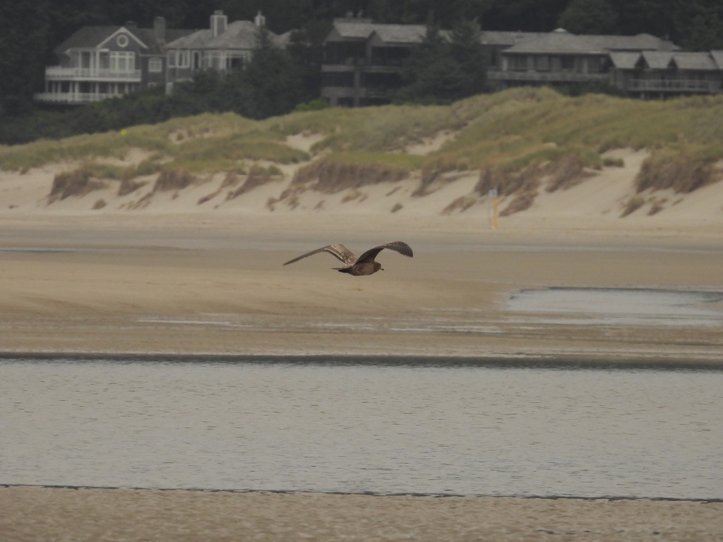 Heermann's Gull - ML596874481