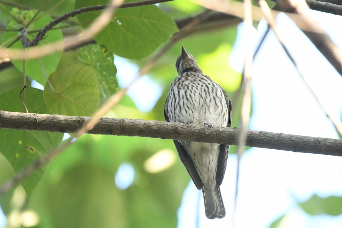 Olive-backed Oriole - Maddy Chincarini