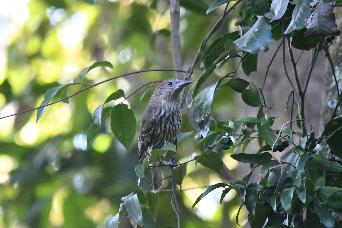 Olive-backed Oriole - ML596874801