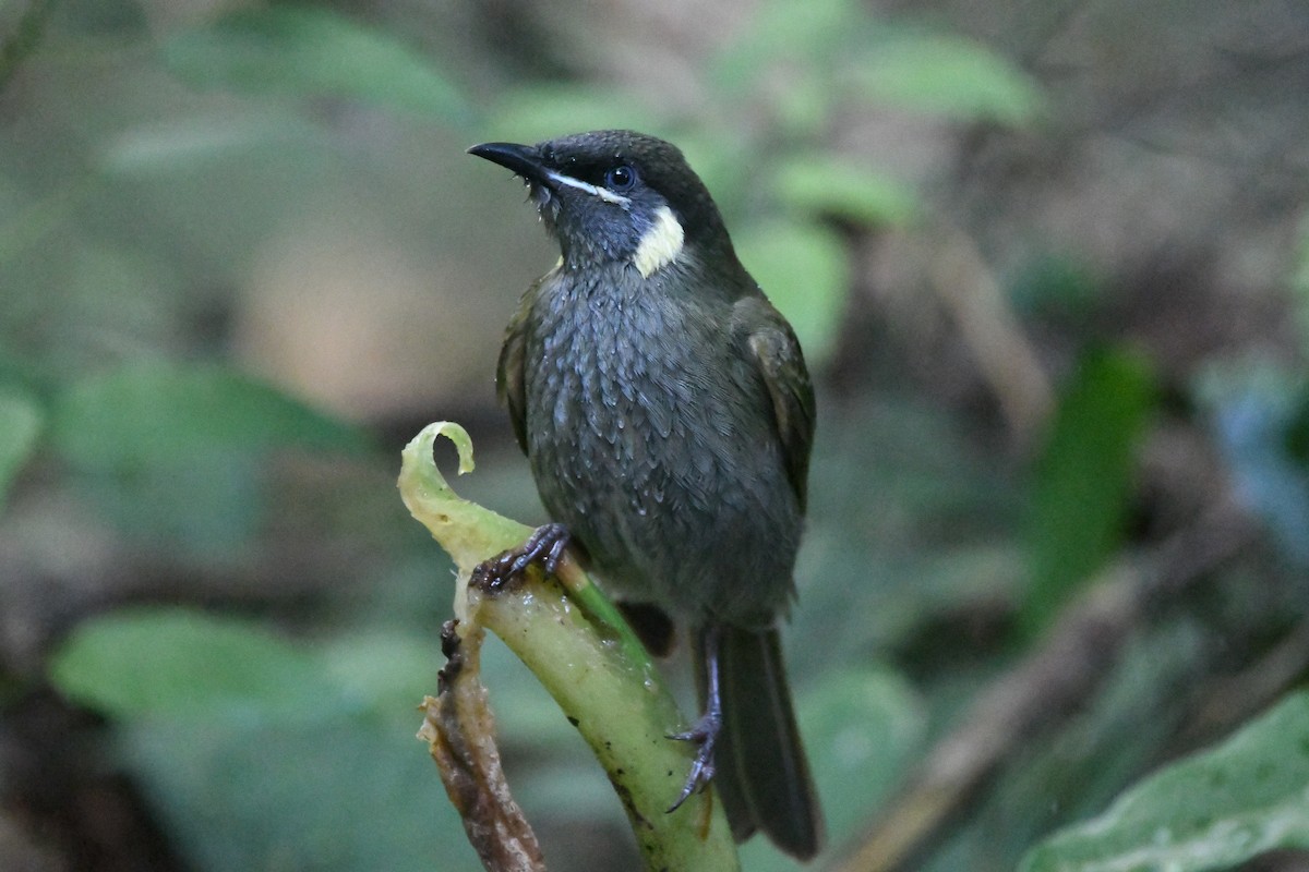 Lewin's Honeyeater - ML596875181