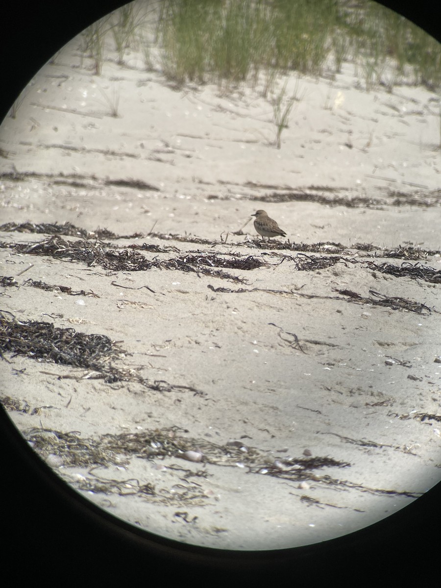 Mountain Plover - Mary Lou Kaufman