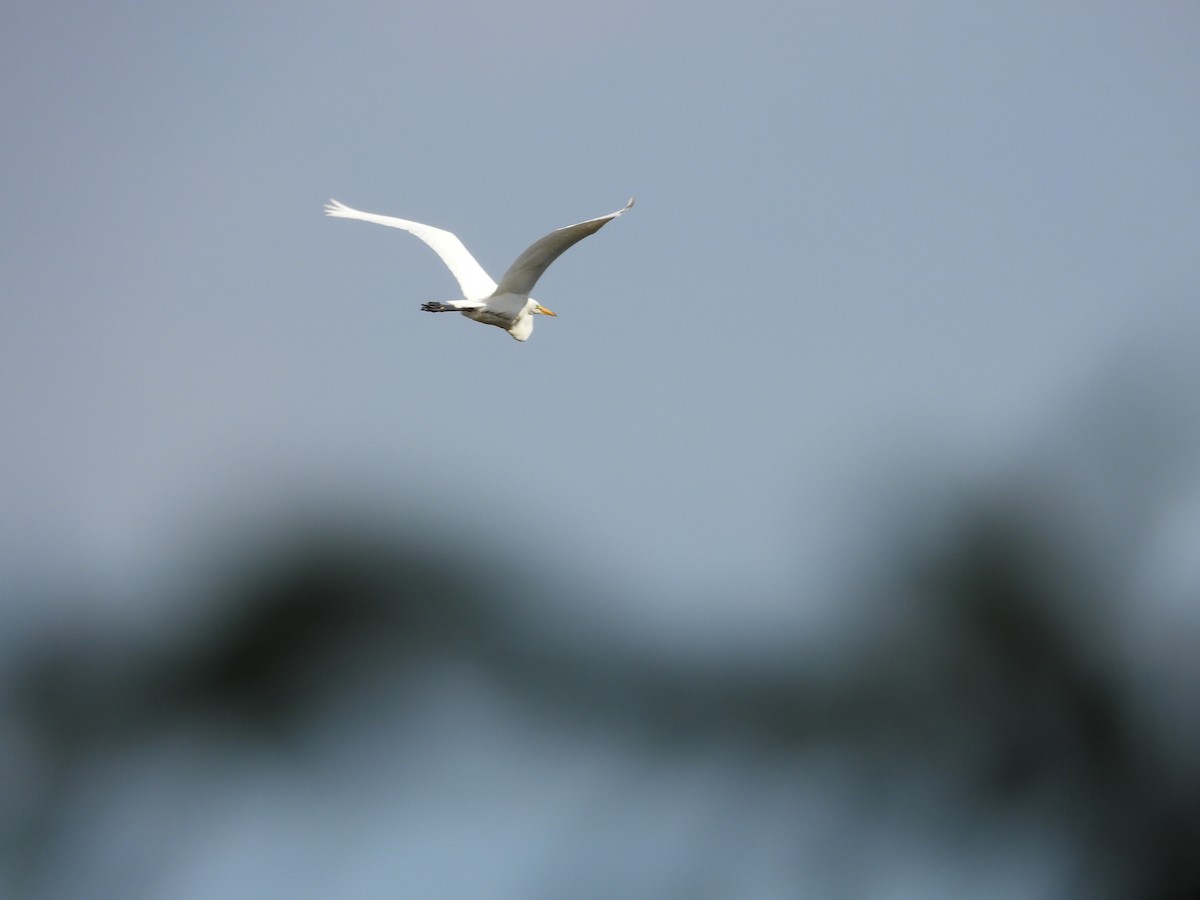 Great Egret - ML596876701