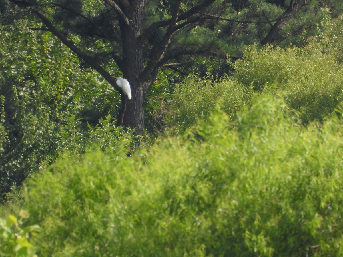Great Egret - ML596876791
