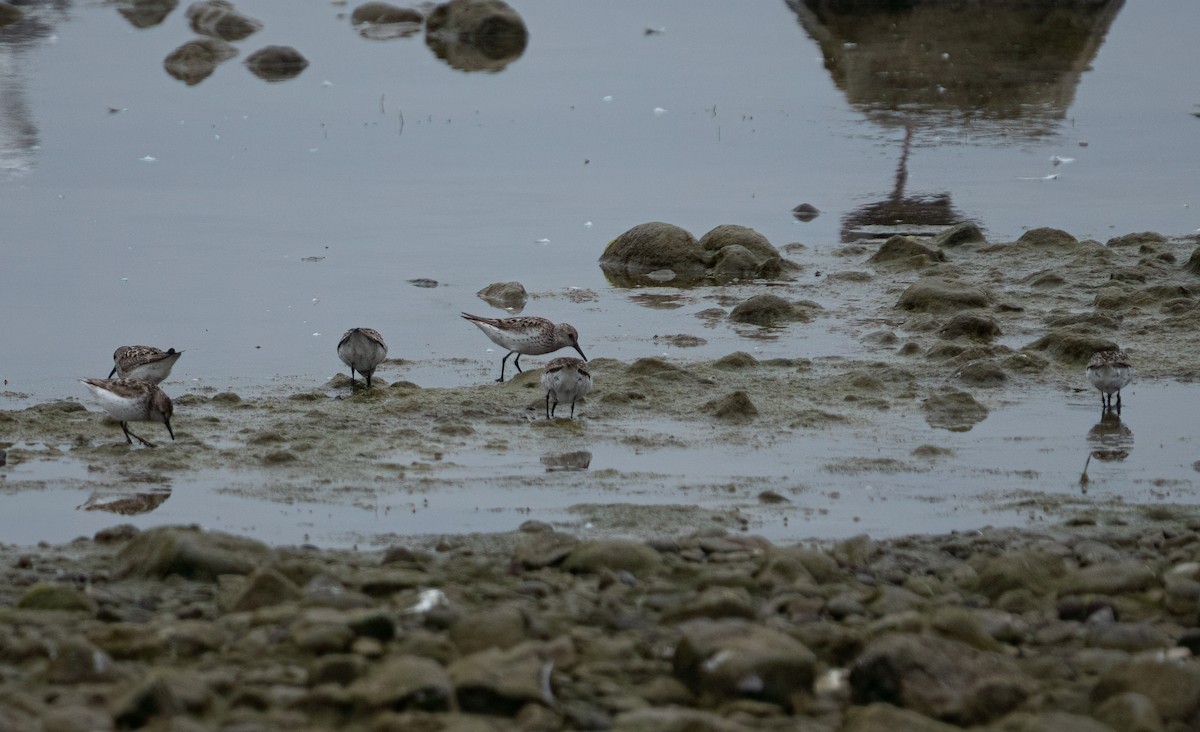 Western Sandpiper - ML596876831