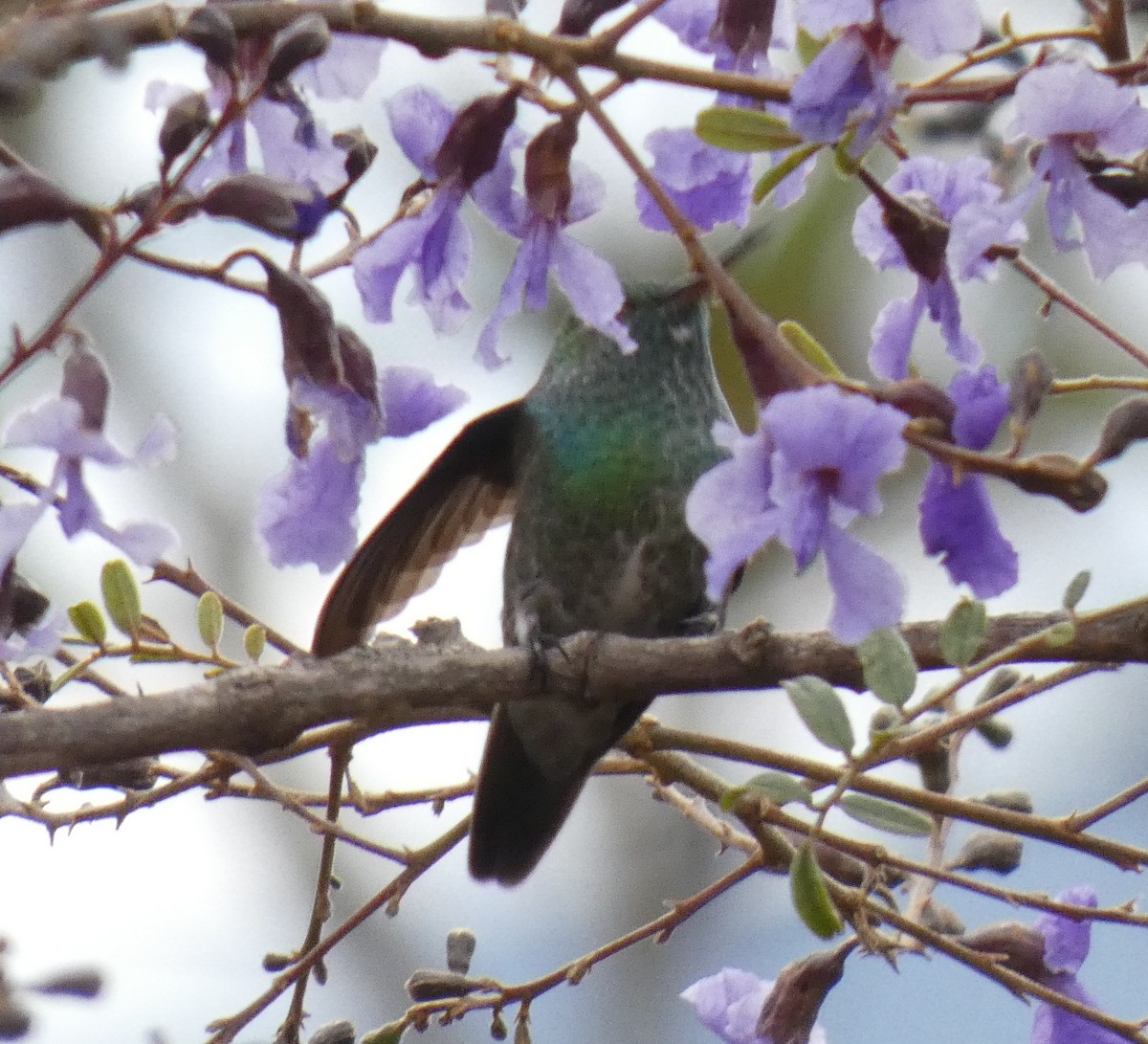 tupikolibri - ML596878641