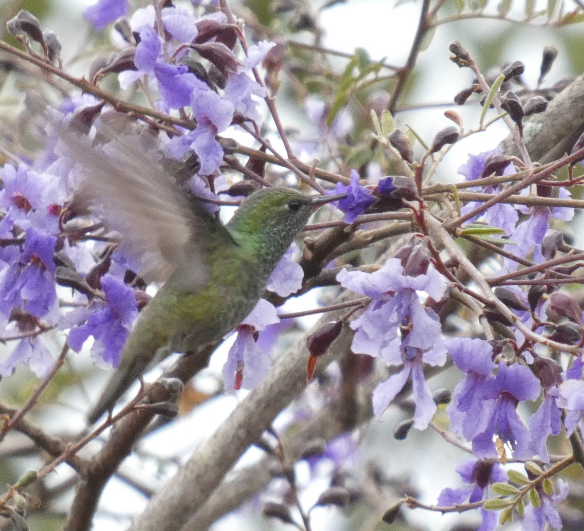 tupikolibri - ML596878651