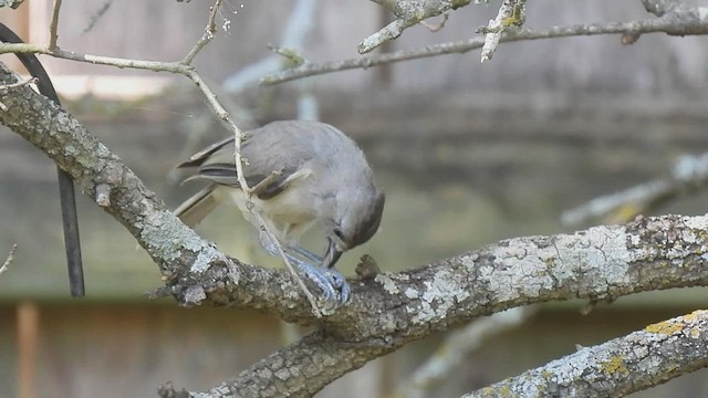 Tufted x Black-crested Titmouse (hybrid) - ML596879041