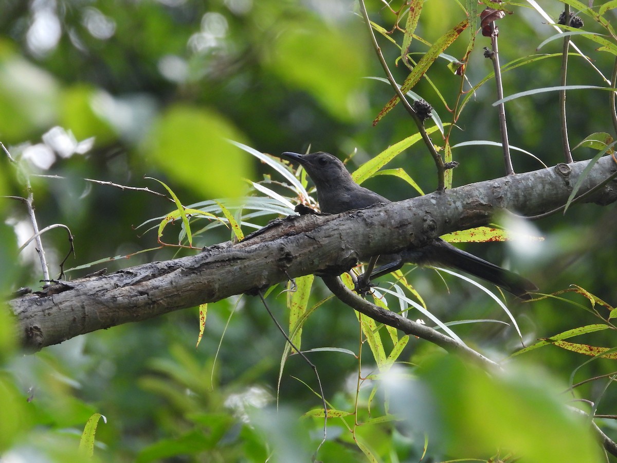 Gray Catbird - ML596879051