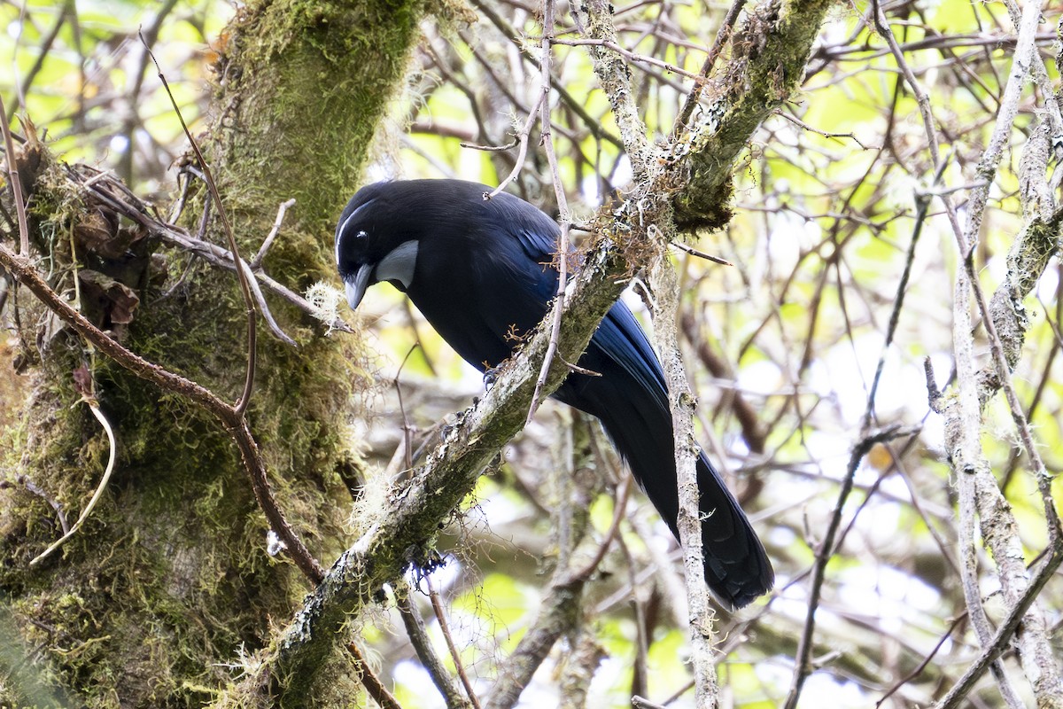 Silvery-throated Jay - ML596879321