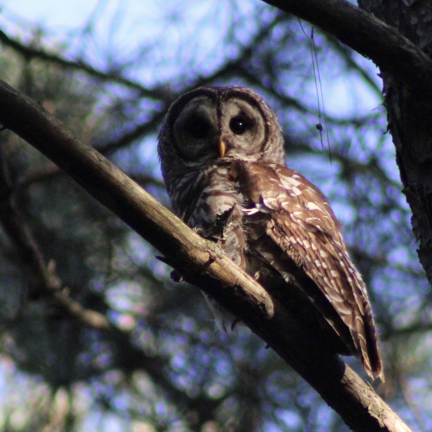 Barred Owl - ML596880131