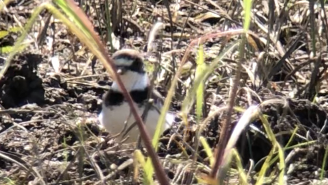Semipalmated Plover - ML596880141