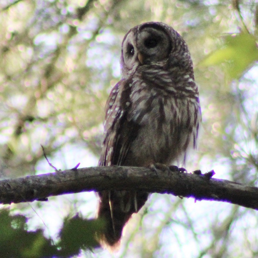 Barred Owl - ML596880811