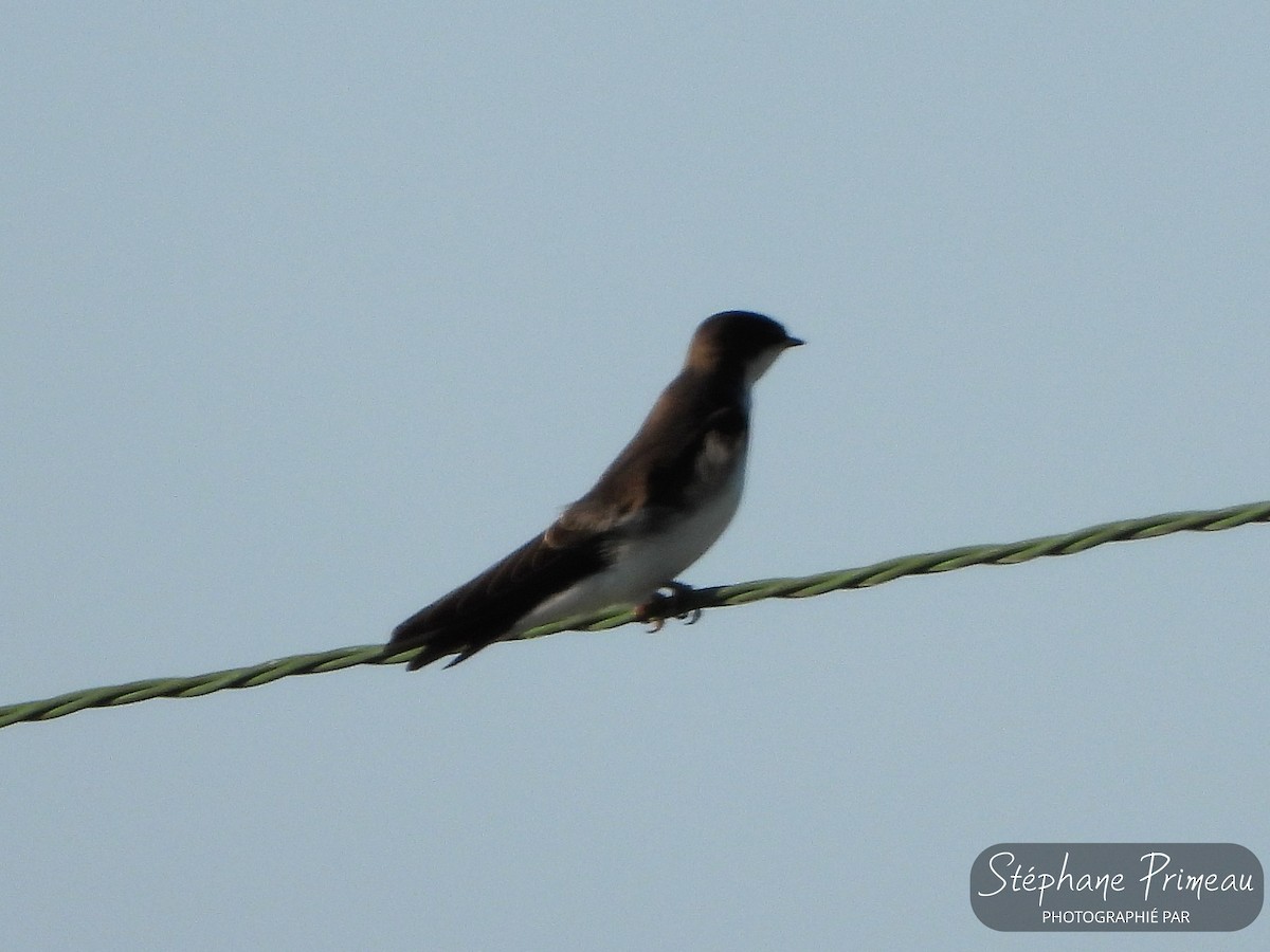Northern Rough-winged Swallow - Stéphane Primeau