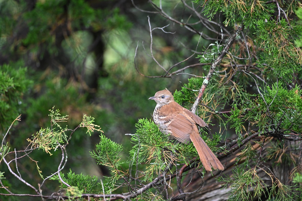 Brown Thrasher - Shelley Grant