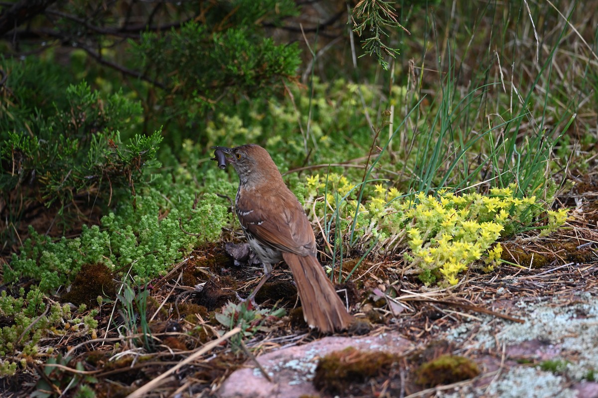 Brown Thrasher - ML596882751