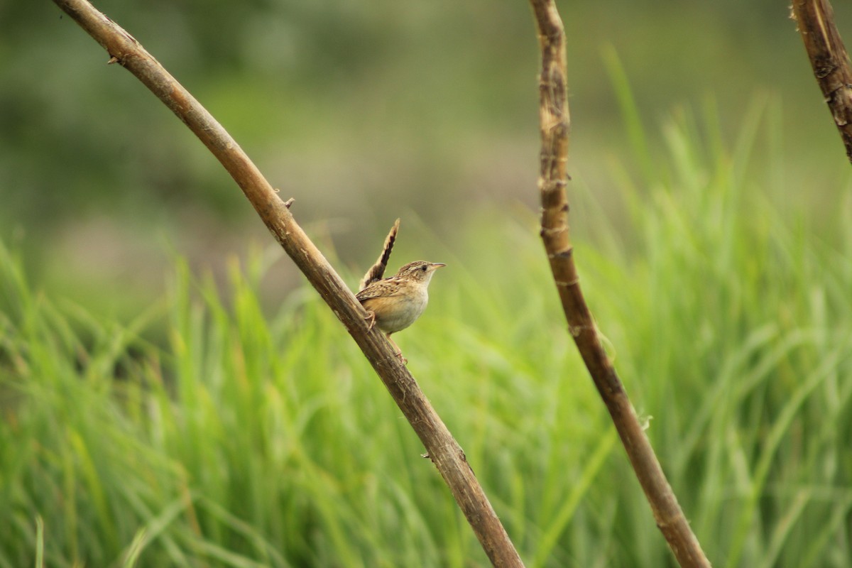 Grass Wren - ML596883231