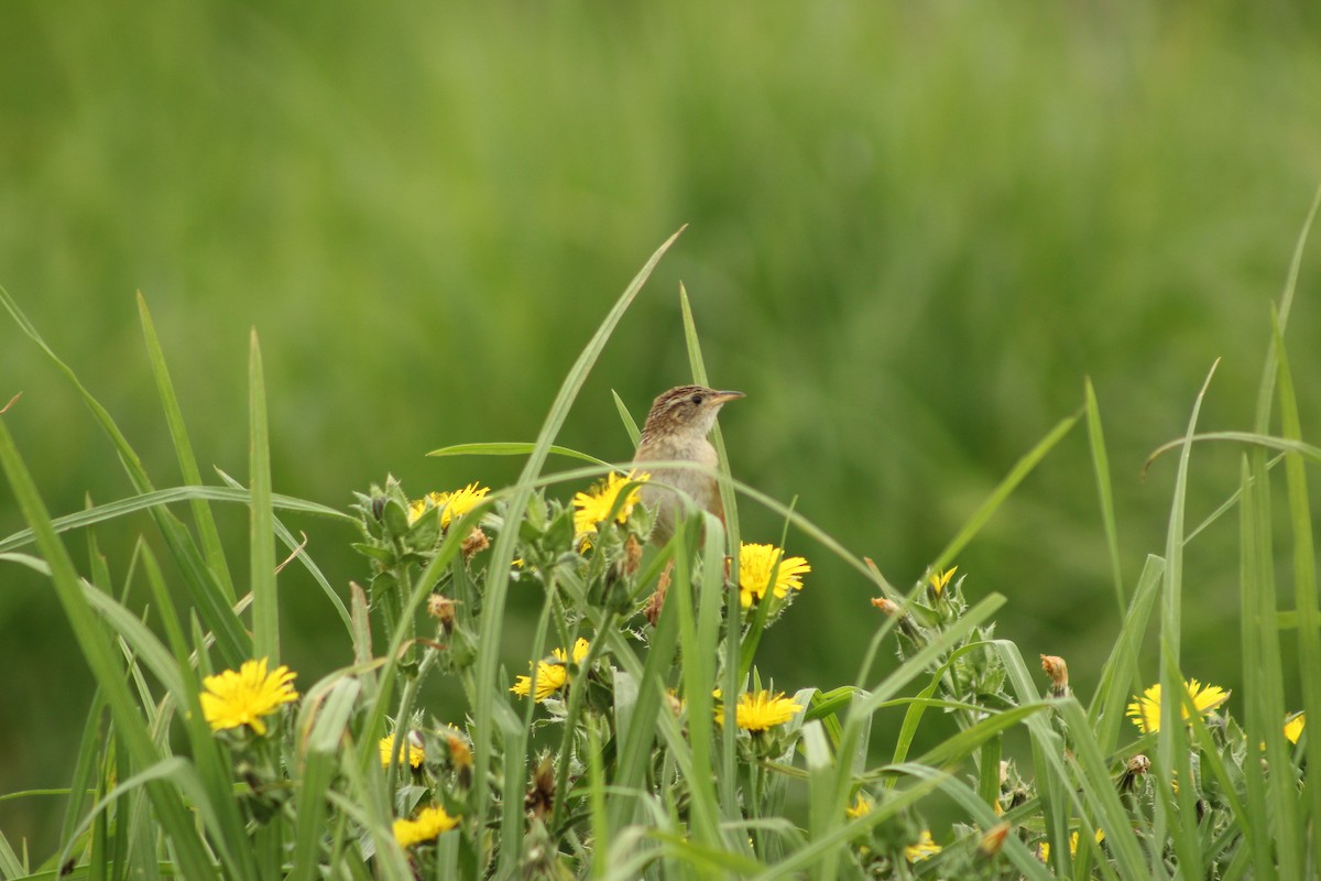 Grass Wren - ML596883241