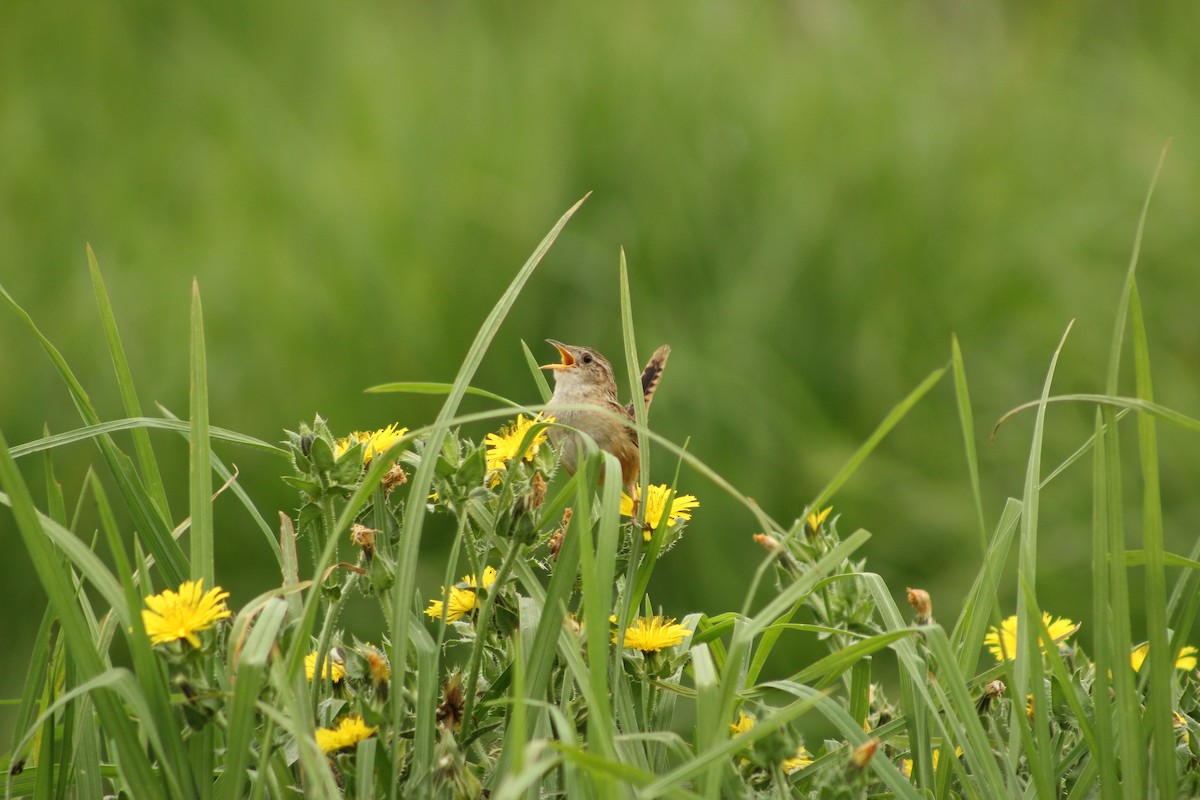 Grass Wren - ML596883321