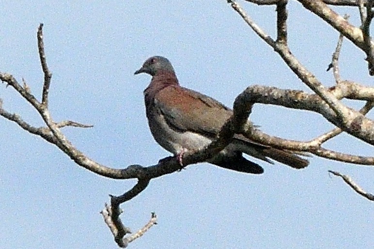 Pigeon à bec rouge - ML596883911