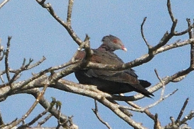 Red-billed Pigeon - ML596883921