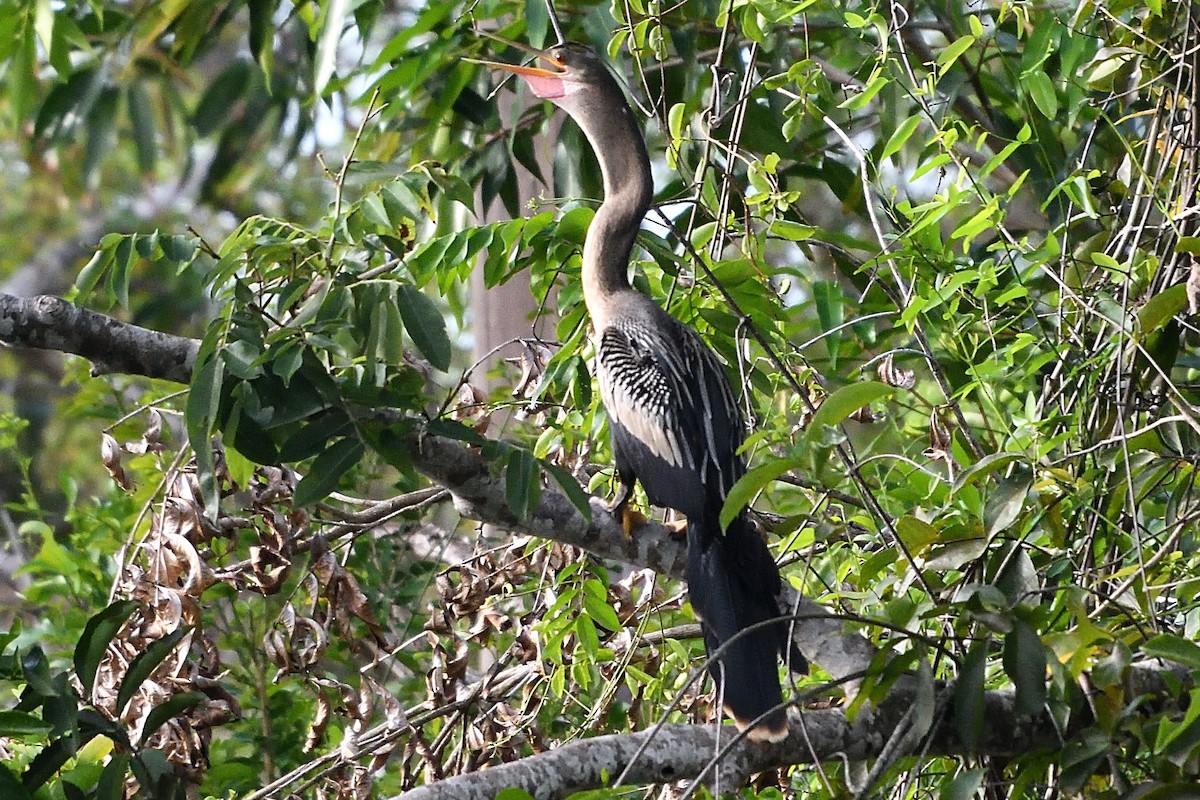 Anhinga - ML596884201