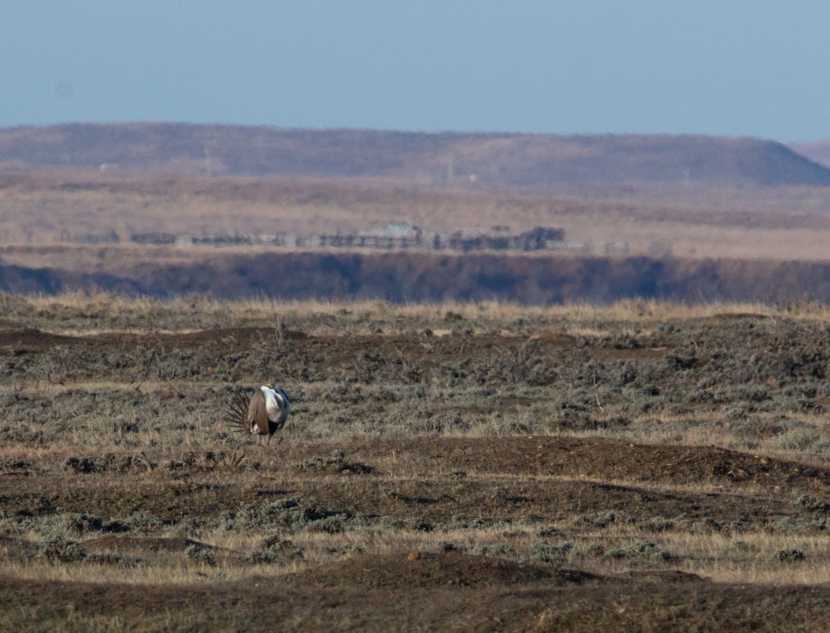 Gallo de las Artemisas Grande - ML596884401