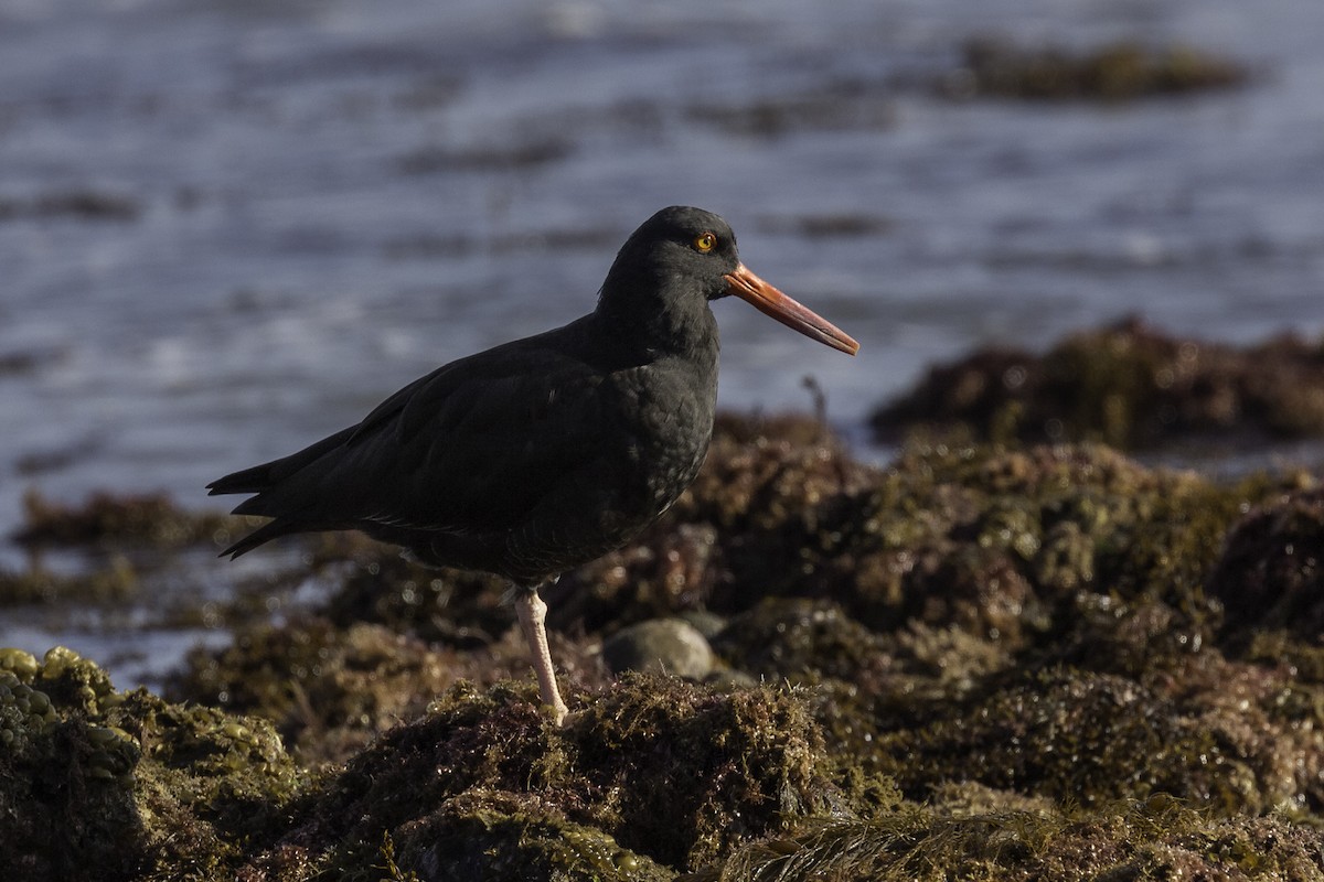 Black Oystercatcher - ML596885371