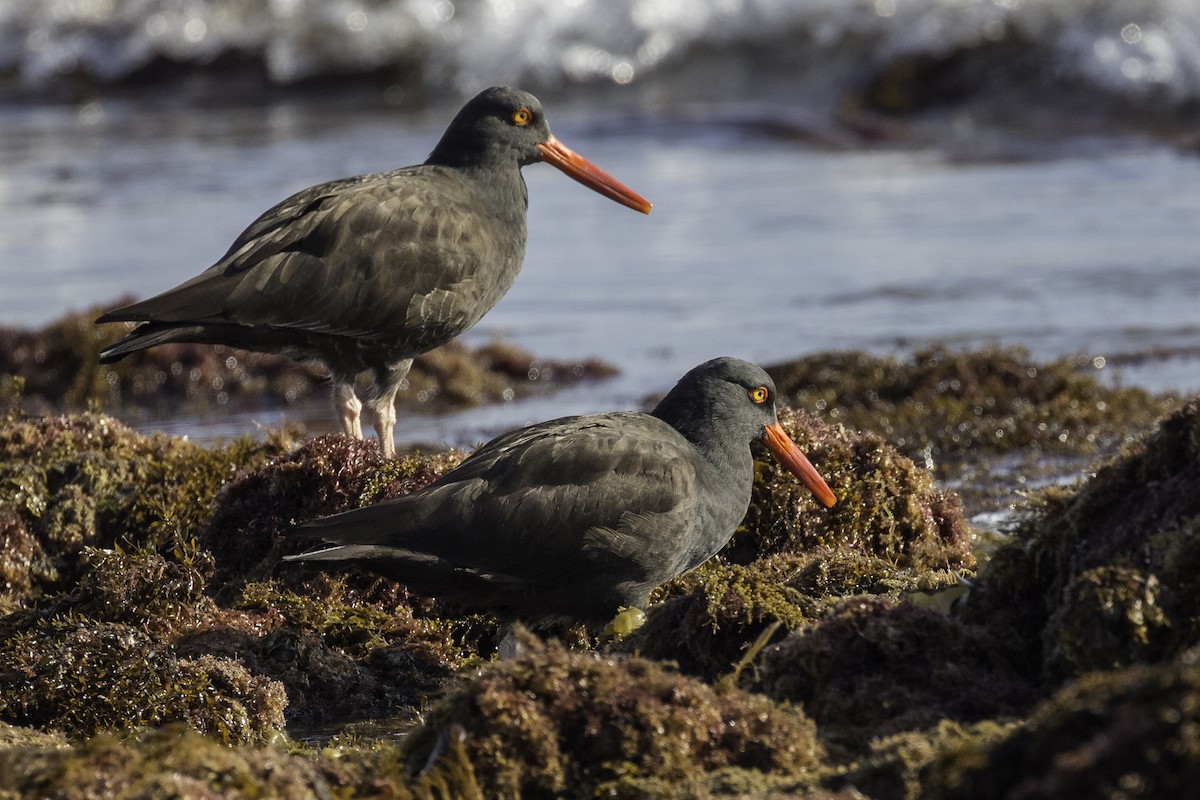 Black Oystercatcher - ML596885391